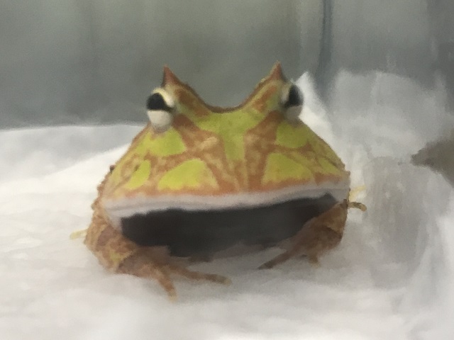 ツノガエルの飼い方 必要な設備やエサ 世話など アクアハーミット