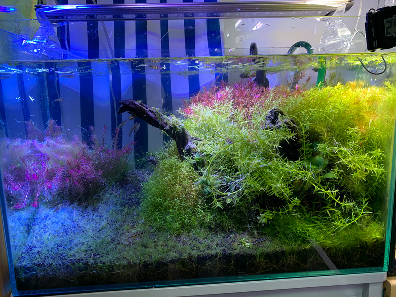 19ヶ月目の60cm水草水槽