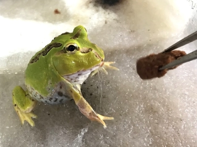 ホオコケツノガエルにエサをあげている様子