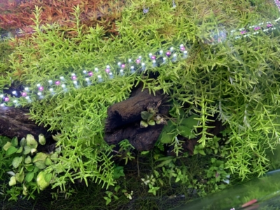 上から見た水草水槽