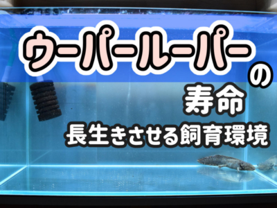 ウーパールーパーとは その正体と生態について アクアハーミット