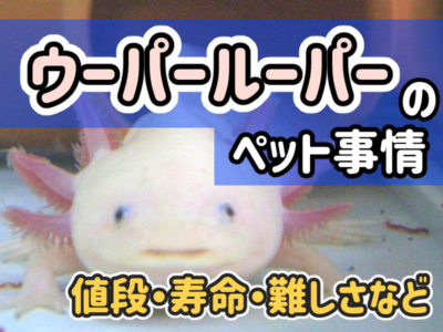ウーパールーパーとは その正体と生態について アクアハーミット