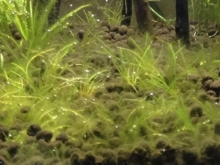 葉についた黒や茶色っぽいコケの対処方法 食べる生物とか アクアハーミット 葉についた黒や茶色っぽいコケの対処方法 食べる生物とか アクアハーミット
