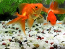 金魚に隠れ家はあった方が良い 入らない理由とか アクアハーミット 金魚に隠れ家はあった方が良い 入らない理由とか アクアハーミット