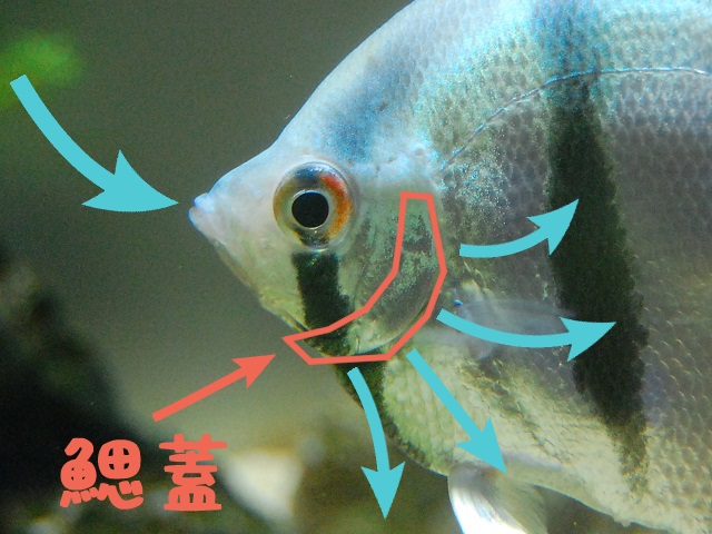 魚のエラ呼吸の仕組み 陸上で呼吸出来ない理由とか アクアハーミット