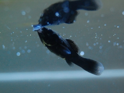 油膜を食べるブラック・モーリー