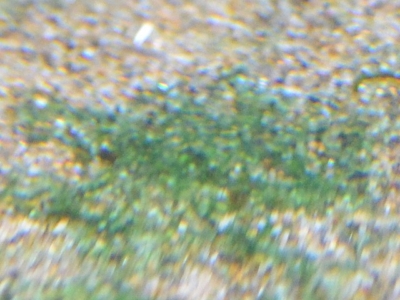 砂利につく藍藻（シアノバクテリア）