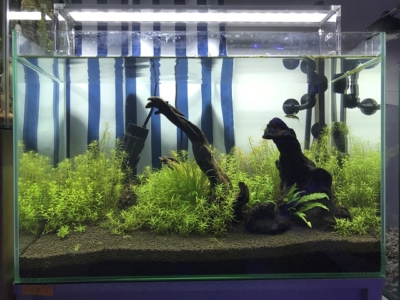 水草のカット トリミング方法 ボリュームを出すコツやハサミ等 アクアハーミット