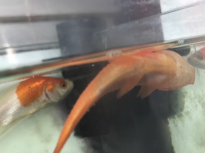 死んで横たわっている金魚