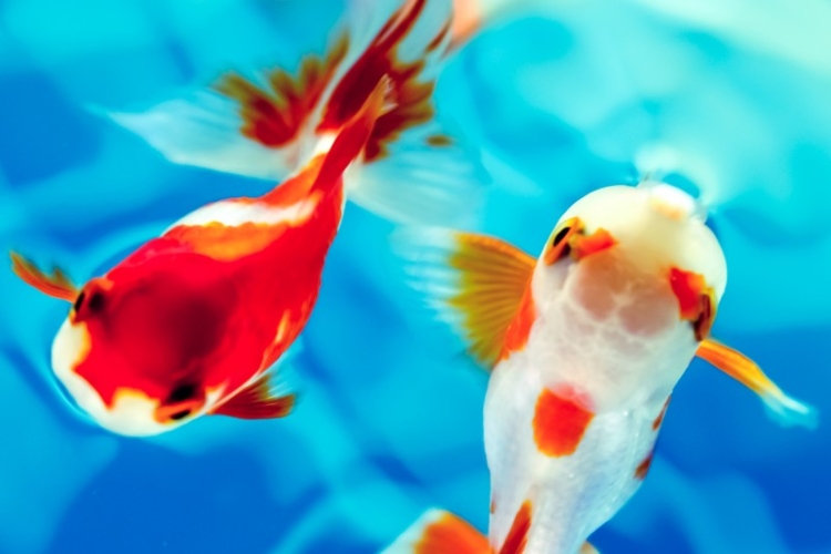 金魚の水槽に最適なサイズはどれくらい？