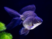 家にあるもので金魚のエサになるものは アクアハーミット 家にあるもので金魚のエサになるものは アクアハーミット