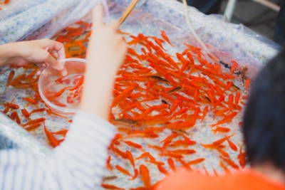 夏祭りの金魚すくい