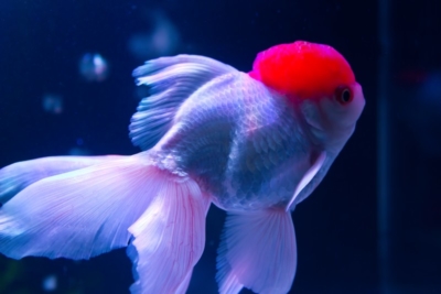 入手できる定番の金魚 種類一覧 アクアハーミット 入手できる定番の金魚 種類一覧 アクアハーミット