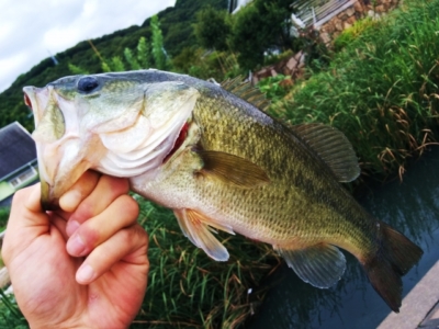 釣り上げたブラックバス