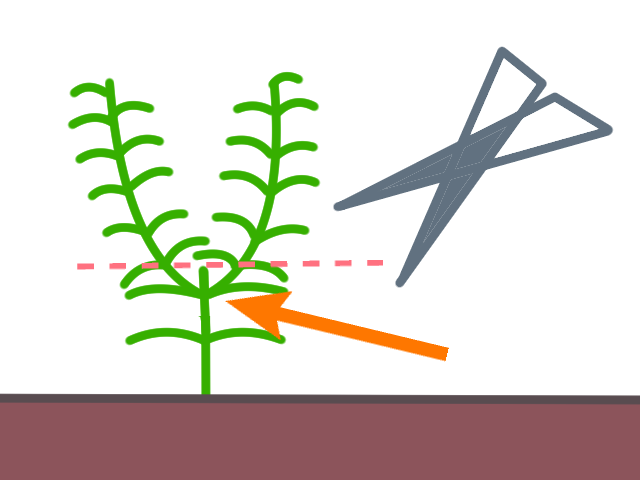 水草のカット図、脇芽