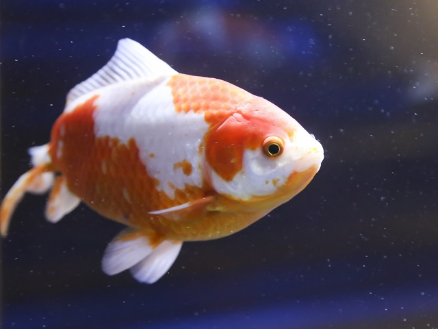 和金」金魚。大きさや他の金魚との相性、飼育ポイントなど – アクアハーミット
