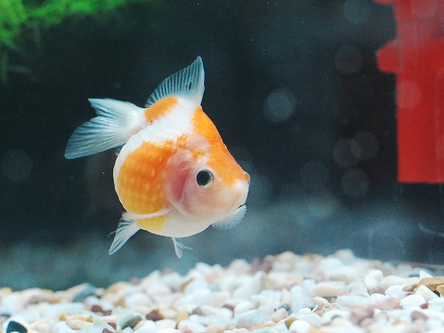 ピンポンパール 金魚 大きさや性格 混泳 飼育ポイントなど アクアハーミット