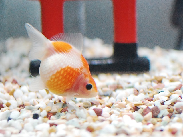 金魚飼育の始め方 水槽の立ち上げ手順と飼い方について アクアハーミット