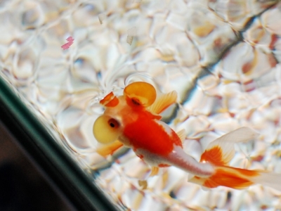 水面のエサを食べている水泡眼