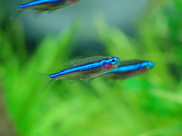 に 飼える 魚 と 一緒 メダカ