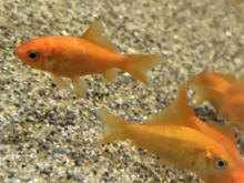 金魚のブクブクって代用できるの 水草やストローで酸素は アクアハーミット 金魚のブクブクって代用できるの 水草やストローで酸素は アクアハーミット
