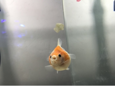 エサを食べている金魚