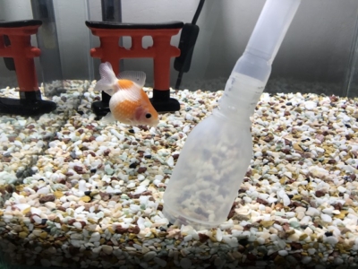 金魚飼育におけるベアタンクって メリットや注意点など アクアハーミット