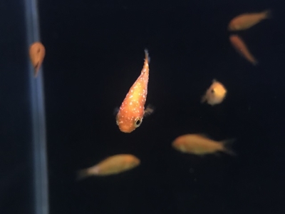 エピスティリス症（ツリガネムシ寄生）の金魚