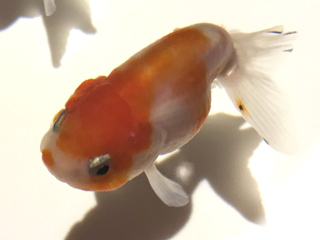 「琉金」金魚。大きさや混泳、飼育ポイントなど – アクアハーミット