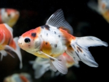 江戸錦 金魚 大きさや混泳相性 飼育ポイントなど アクアハーミット 江戸錦 金魚 大きさや混泳相性 飼育ポイントなど アクアハーミット