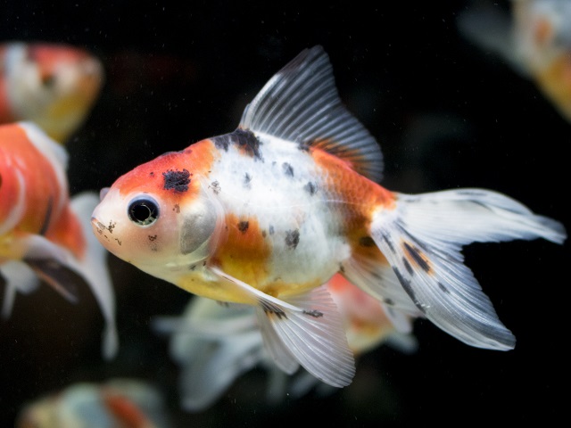 東錦 金魚 大きさや混泳相性 飼育ポイントなど アクアハーミット