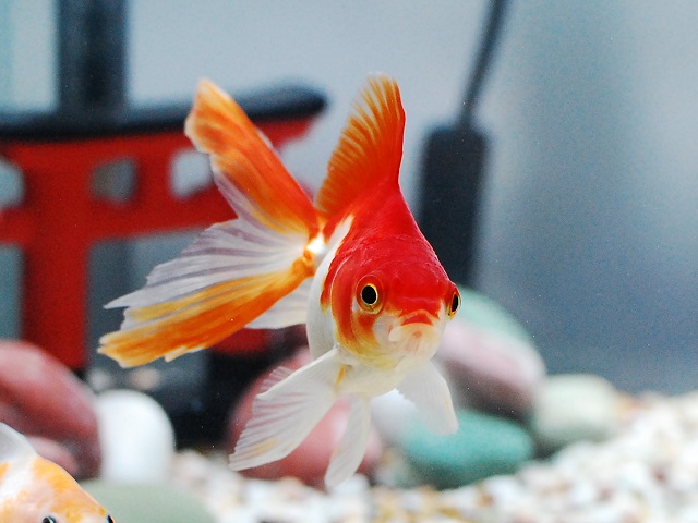 金魚の飼育は難しい そう思っている初心者に伝えたいコト アクアハーミット