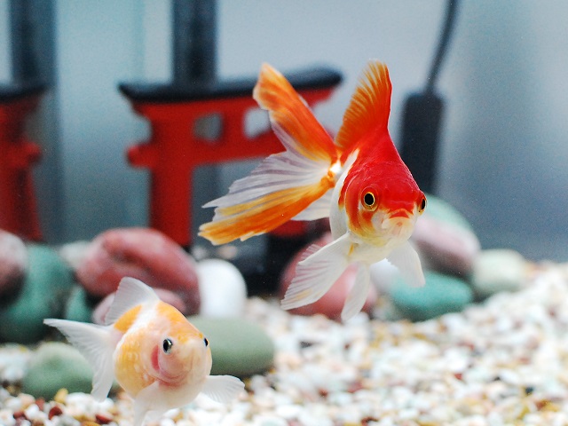 金魚の飼育は難しい そう思っている初心者に伝えたいコト アクアハーミット