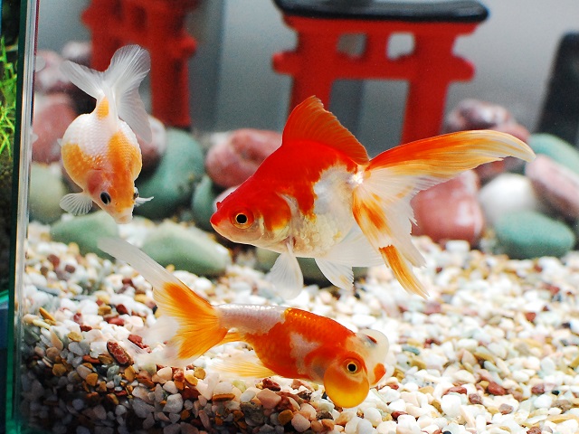 ピンポンパール 金魚 大きさや性格 混泳 飼育ポイントなど アクアハーミット