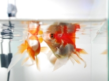 金魚の水槽が白濁りしている時の正しい対処 除去方法について アクアハーミット 金魚の水槽が白濁りしている時の正しい対処 除去方法について アクアハーミット