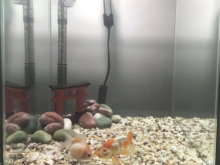 金魚の水槽が臭い ニオイが出る原因と対策について アクアハーミット 金魚の水槽が臭い ニオイが出る原因と対策について アクアハーミット