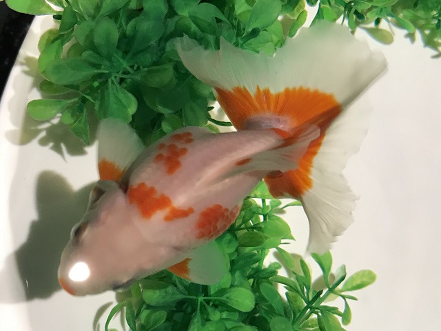 「琉金」金魚。大きさや混泳、飼育ポイントなど – アクアハーミット
