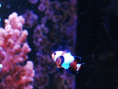 ブラックアイスオセラリス