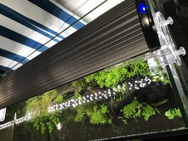 驚くばかりテラリウム 照明 おすすめ すべての美しい花の画像 驚くばかりテラリウム 照明 おすすめ すべての美しい花の画像