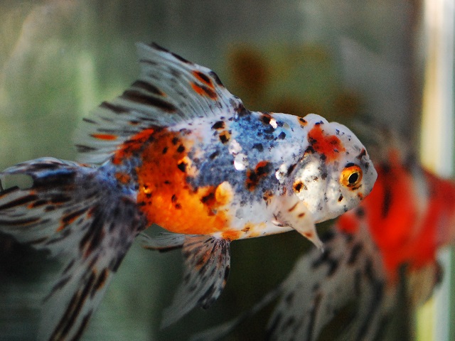 東錦 金魚 大きさや混泳相性 飼育ポイントなど アクアハーミット