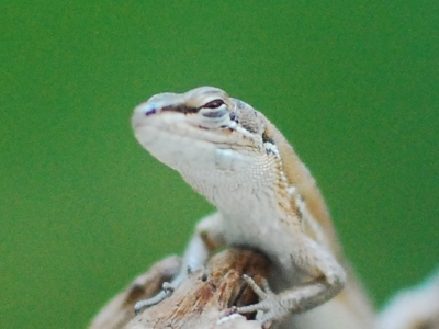 目を細めるニホンカナヘビ
