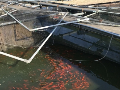 金魚の養殖風景