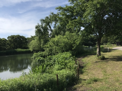 のどかな風景の河川環境楽園