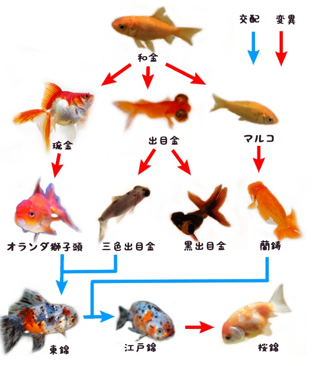 金魚の系統図