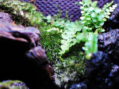 テラリウムのコケと植物