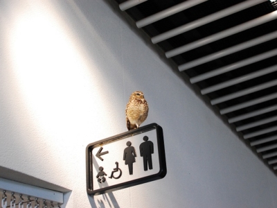 トイレ案内板の上に乗った置物・・・?