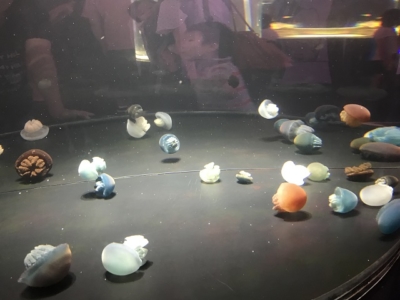 ニフレルのカラフルなクラゲたち