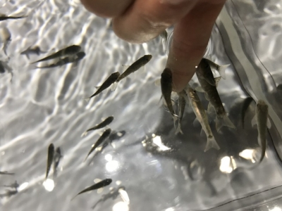 指先に集まってきたガラ・ルファ