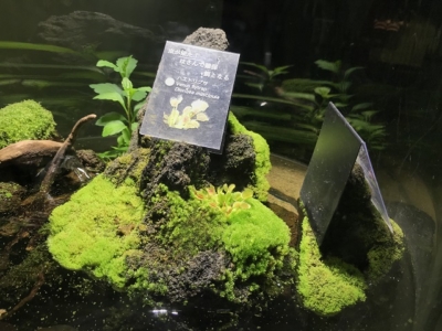 水辺をシメージしたニフレルの展示