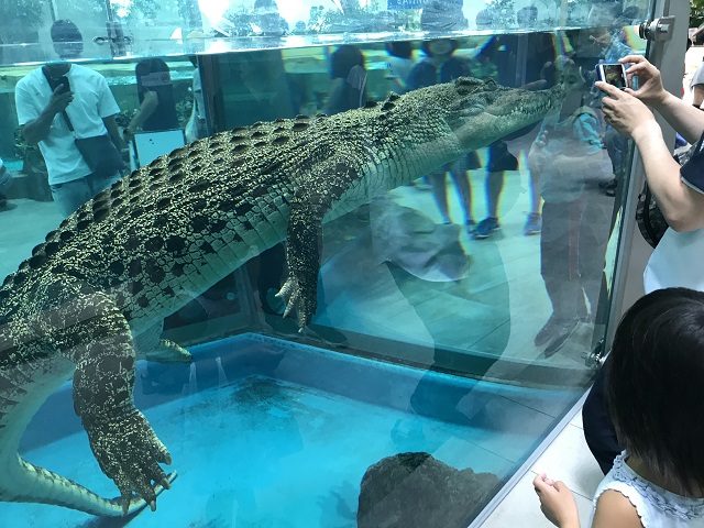 水族館ミュージアム ニフレルの紹介と周辺スポットなど アクアハーミット